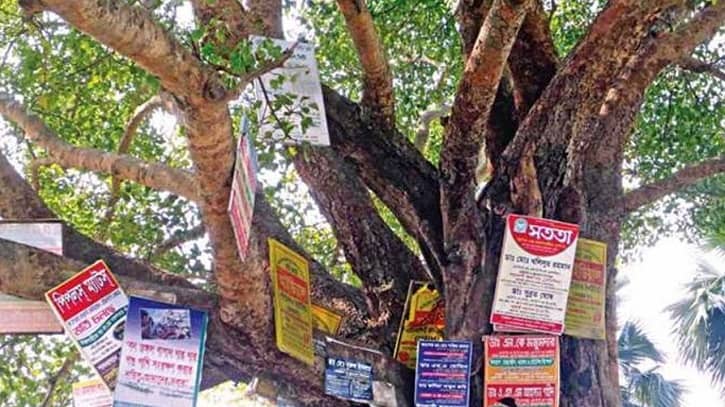 গাছে পেরেক ঠুকলেই ২০ হাজার টাকা জরিমানা, অধ্যাদেশ জারি