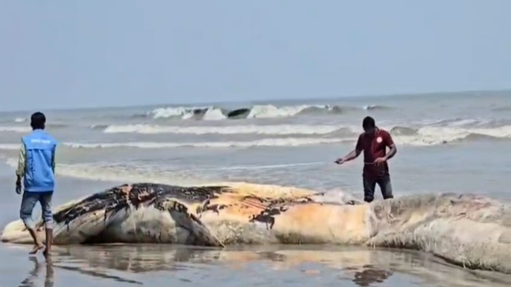 সমুদ্রে ৫৮ ফুট দীর্ঘ মৃত তিমি উদ্ধার