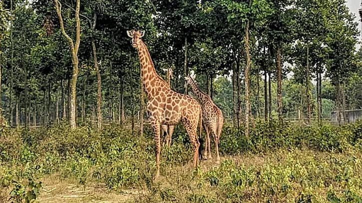 টিবি রোগে আক্রান্ত হয়ে মারা গেল সাফারি পার্কের শেষ জিরাফটি টিবি রোগে আক্রান্ত হয়ে মারা গেল সাফারি পার্কের শেষ জিরাফটি